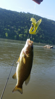 potomac river smallmouth