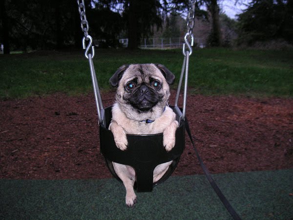 Funny And Cute Swinging Dogs