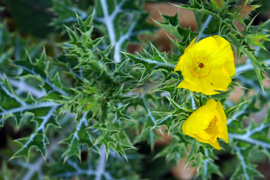 Medicinal Herbs Plants of Far-west Nepal