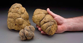 Coprolites 