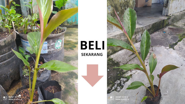 Bibit kecombrang