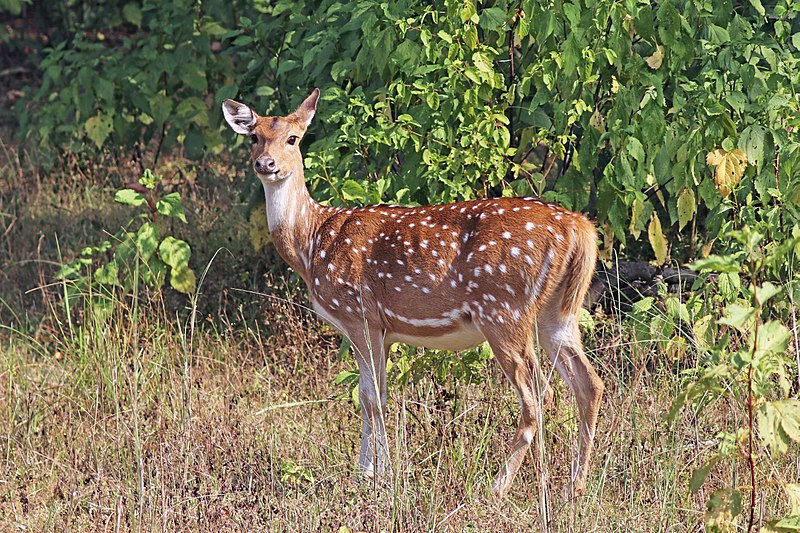 The Odisha, The New Opportunity Article of Your Dreams