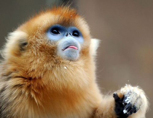 Golden Snub-Nosed Monkey