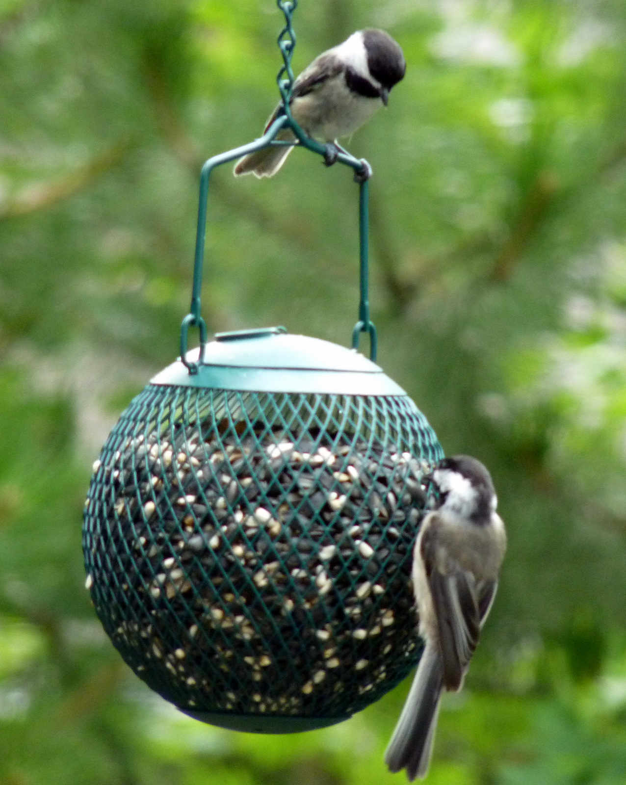 60 HQ Photos Birds In My Backyard / Terrell Daily Photo: Backyard Bird