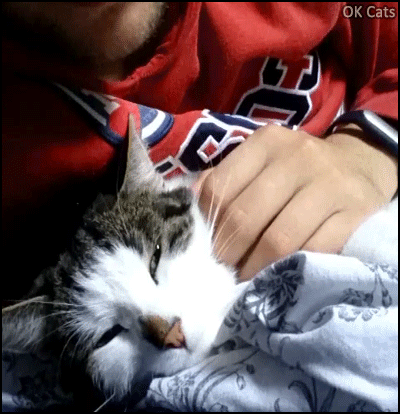 Cute Cat GIF • Cats have such a tough life with so many rubs  [ok-cats.com]