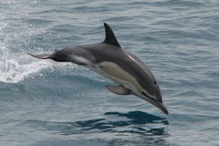 common dolphin wallpaper animal sea dolphins lumba-lumba