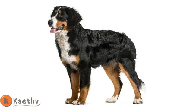 bernese mountain dog | mountain dog breed information