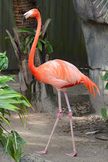 Flamingo at the Audubon Zoo in New Orleans