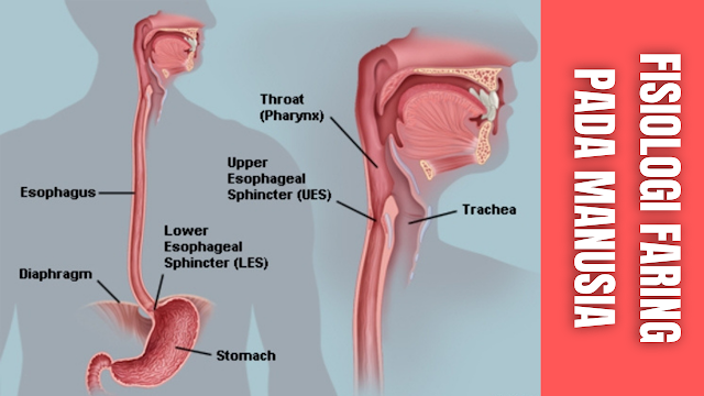 Fisiologi Faring Pada Manusia Faring atau Tekak merupakan organ yang menghubungkan organ mulut dengan kerongkongan. Di dalam lengkung faring terdapat tonsil yaitu kumpulan kelenjar limfe yang banyak mengandung limfosit dan merupakan pertahanan terhadap infeksi.   Disini terletak bersimpangan antara jalan nafas dan jalan makanan, yang letaknya dibelakang rongga mulut dan rongga hidung, di depan ruas tulang belakang.  Jalan udara dan jalan makanan pada faring terjadi penyilangan. Jalan udara masuk ke bagian depan terus ke leher bagian depan sedangkan jalan makanan masuk ke belakang dari jalan nafas dan didepan dari ruas tulang belakang.  Makanan melewati epiglotis lateral melalui ressus preformis masuk ke esofagus tanpa membahayakan jalan udara. Gerakan menelan mencegah masuknya makanan ke jalan udara, pada waktu yang sama jalan udara di tutup sementara. Permulaan menelan, otot mulut dan lidah kontraksi secara bersamaan.    Nah itu dia bahasan dari fisiologi Faring atau Tekak pada manusia, melalui bahasan di atas bisa diketahui mengenai fisiologi Faring atau Tekak pada manusia. Mungkin hanya itu yang bisa disampaikan di dalam artikel ini, mohon maaf bila terjadi kesalahan di dalam penulisan, dan terimakasih telah membaca artikel ini."God Bless and Protect Us"