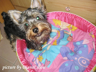 Silky-Terrier