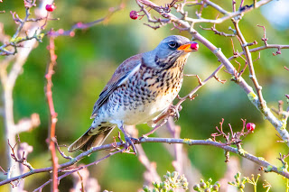 Fieldfare DFBridgeman