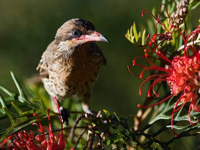 Colorful Birds - Beautiful Collection Seen On www.coolpicturegallery.us