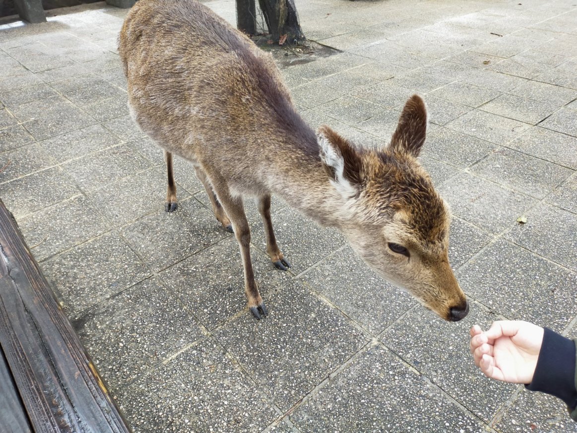 広島県廿日市市宮島町にある宮島の鹿