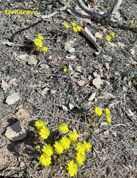 Адонис амурский (Adonis amurensis)