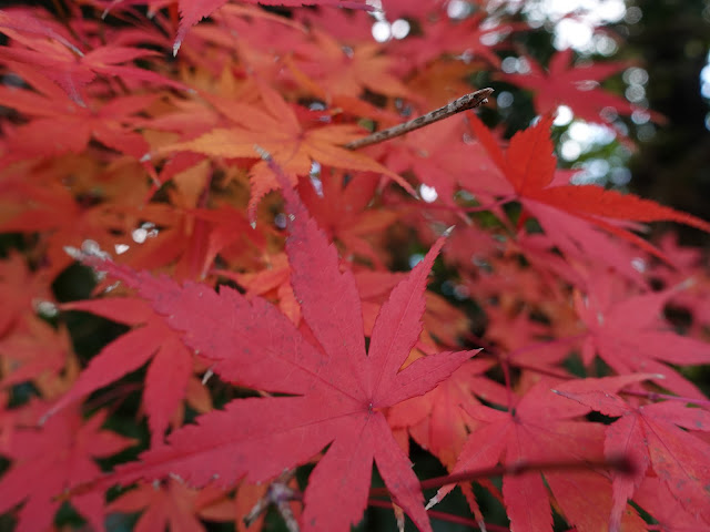 イロハモミジ（いろは紅葉）