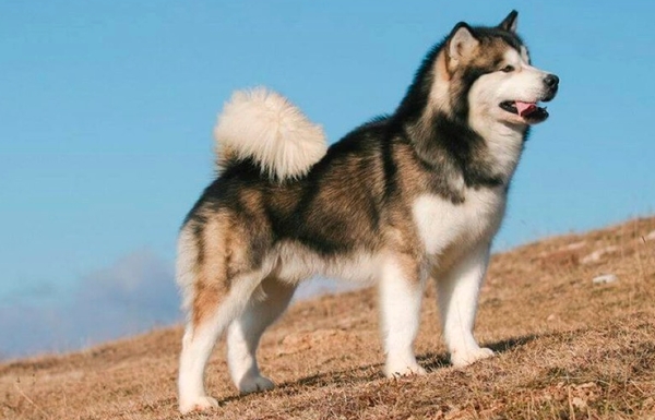 Vệ sinh thường xuyên cho chó Alaska