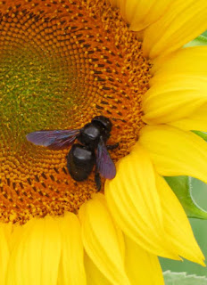 Carpenter bee (Xylocopa violacea) on sunflower