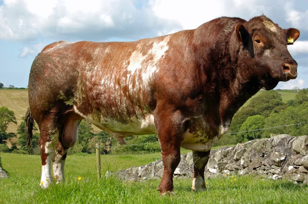 Sapi Shorthorn