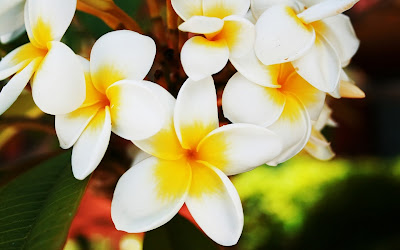 Plumeria 3D Hd Widescreen Wallpapers