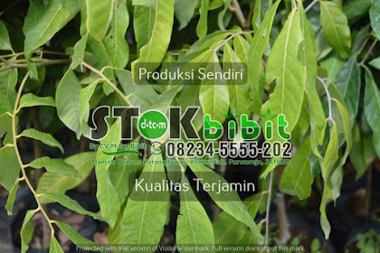 Sirsak                                                      tanaman sirsak dalam pot