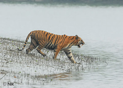 Royal Bengal Tiger in Sundarban, Bangladesh