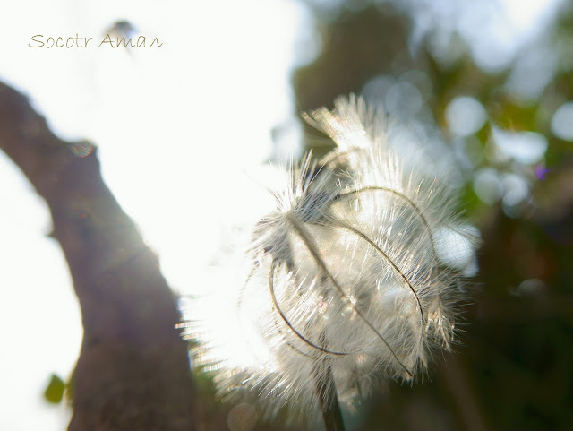 Clematis japonica