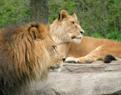 Lions at the Pittsburgh Zoo in Pennsylvania