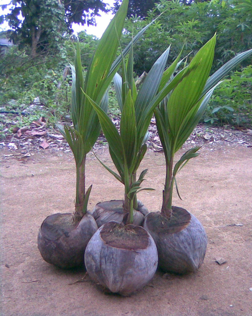 Pak Mat Agrotek ANAK  ANAK BENIH POKOK 