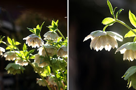 Dobbelte helleborus