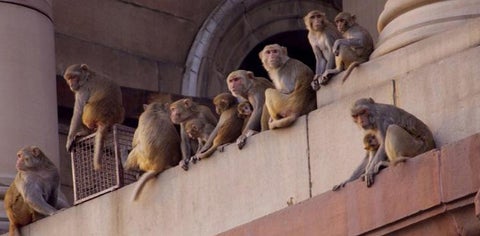 The monkeys stole the blood samples of Covid 19 patients from a lab technician in India