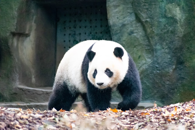  Deskripsi  Ciri Ciri Jenis Hewan  Panda dalam  Bahasa  