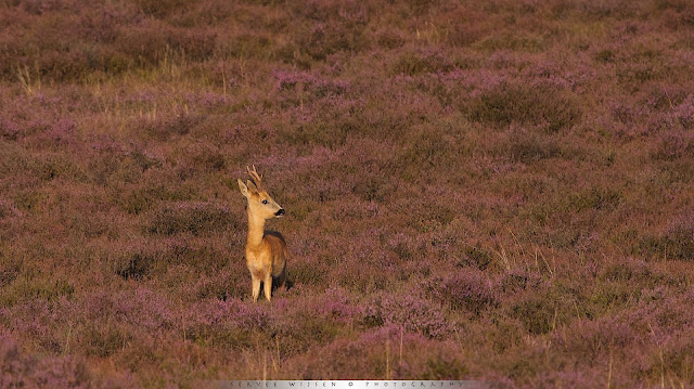 Ree - Roe Deer - Capreolus capreolus