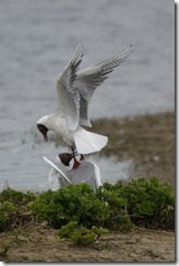 Black-headed Gulls by Tom