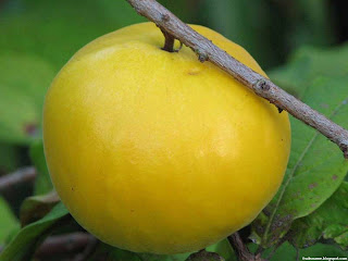 Araza fruit images wallpaper