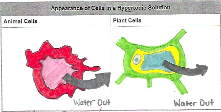 Online Homework Helper: Chapter 7.3 - Cell Transport