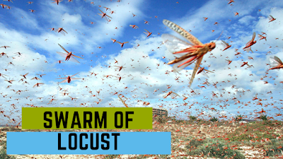 locust-swarm