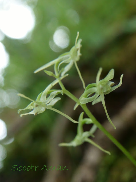 Platanthera ophrydioides