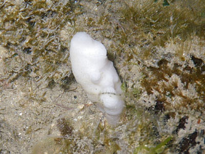 White Sponge