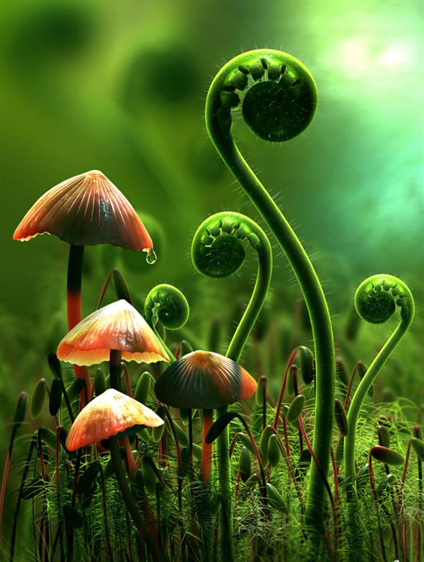 cartoon-mushroom- picture,