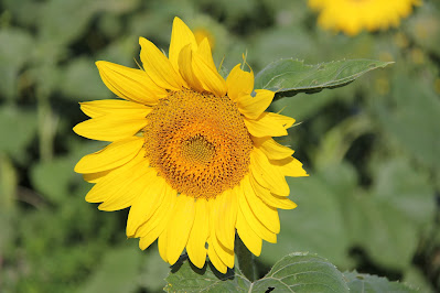 Sunflower by Micki Renehan photographer
