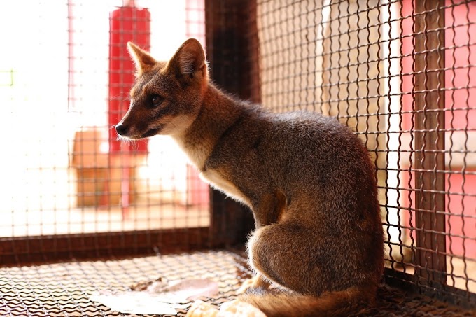 Fotos mostram animais silvestres sendo devolvidos à natureza em Vilhena, RO