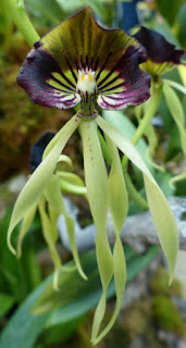 Orchidée coquillage - Orchidée pieuvre - Orchidée noire - Prosthechea cochleata - Encyclia cochleata