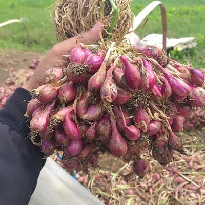 Manfaat Bawang Goreng Bagi Kesehatan