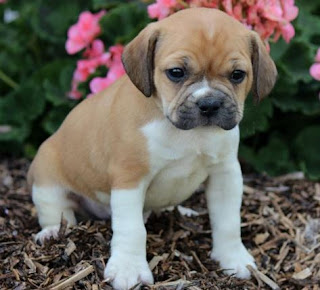 Best BeaBull Puppies For Sale Long Island New York www.BestPuppiesForSale.org (631) 644-0326 