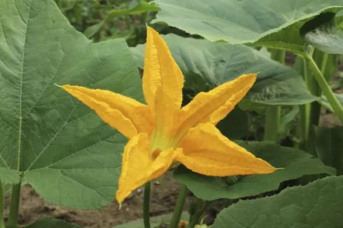 Pumpkin Flower