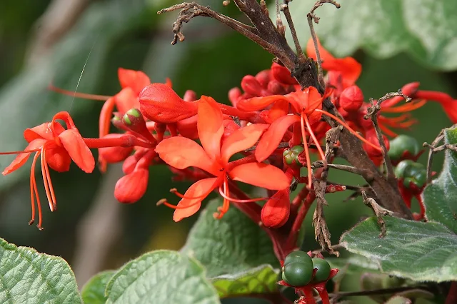Clerodendro ou Clerodendrum speciosissimum Clerodendro-vermelho