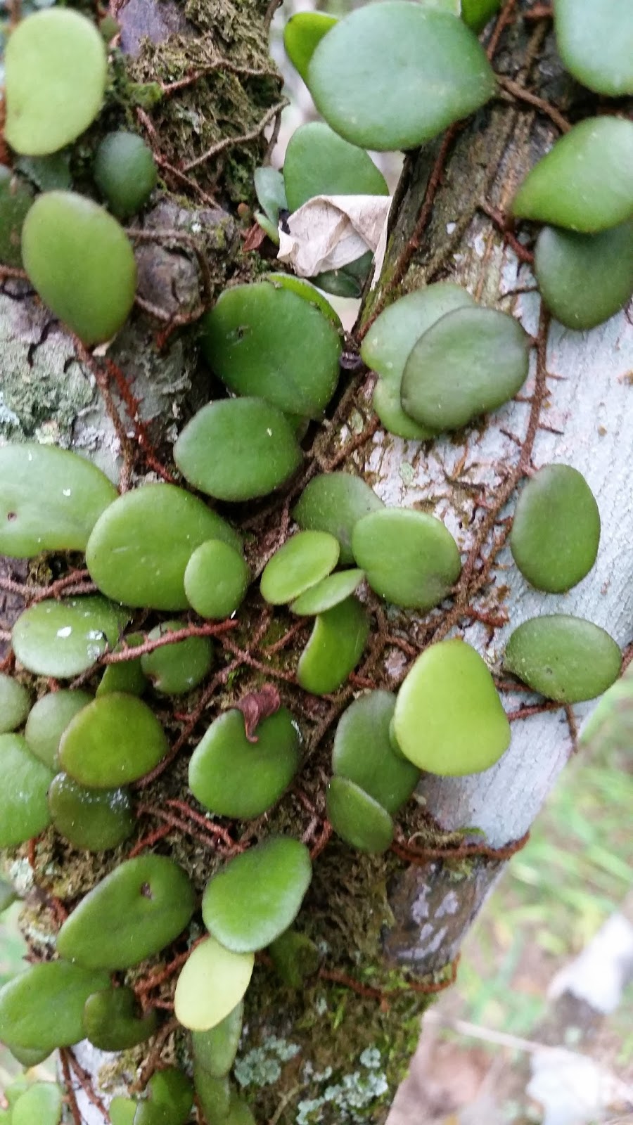 Warisan Petani Pokok Duit duit