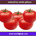 තක්කාලි වල සෞඛ්‍ය ප්‍රතිලාභ | Health benefits of tomato