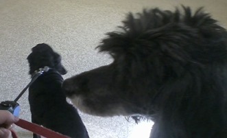 Vet Office - Skruffy and Bubba, taken with cell phone