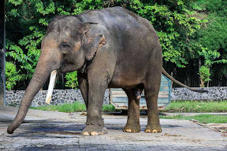 Daftar Lengkap 35 Hewan  Terlangka di Dunia Indonesia 